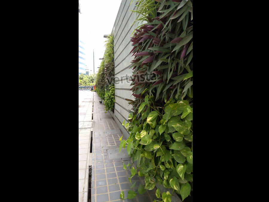 vertical garden compound wall
